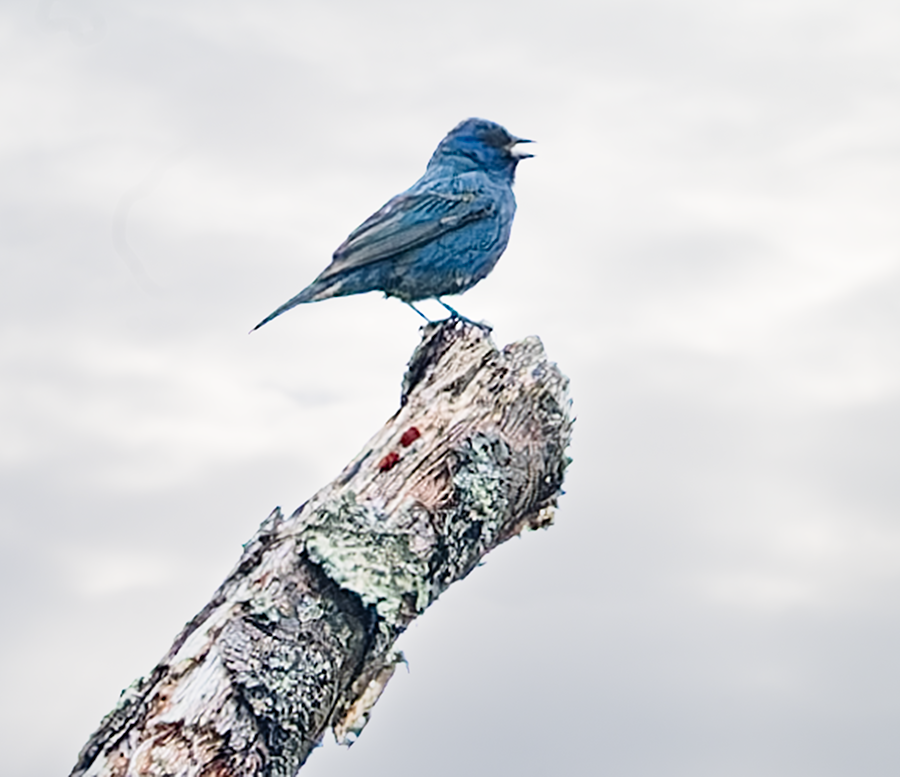 Indigo Bunting - ML621000861