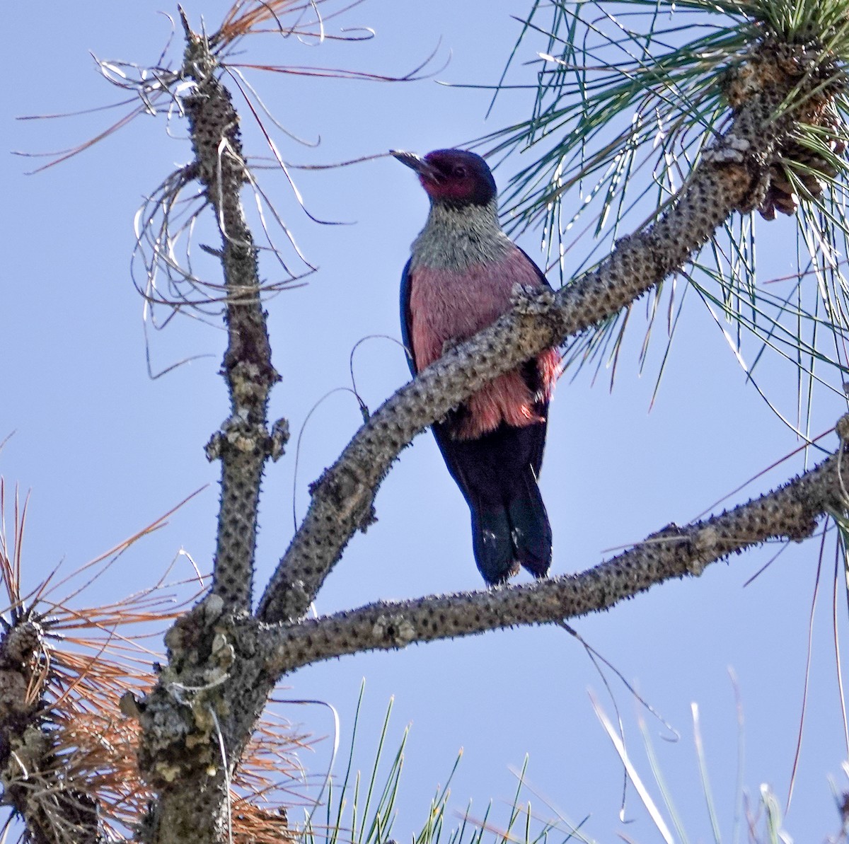 Lewis's Woodpecker - ML621000871