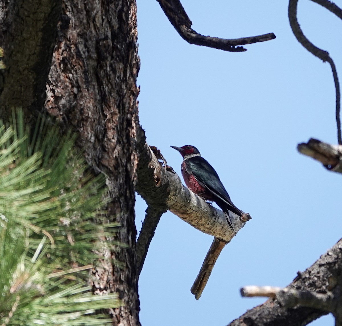 Lewis's Woodpecker - ML621000896