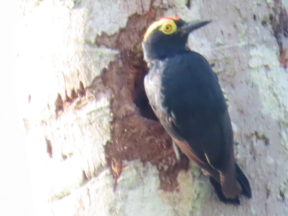 Yellow-tufted Woodpecker - ML621000911