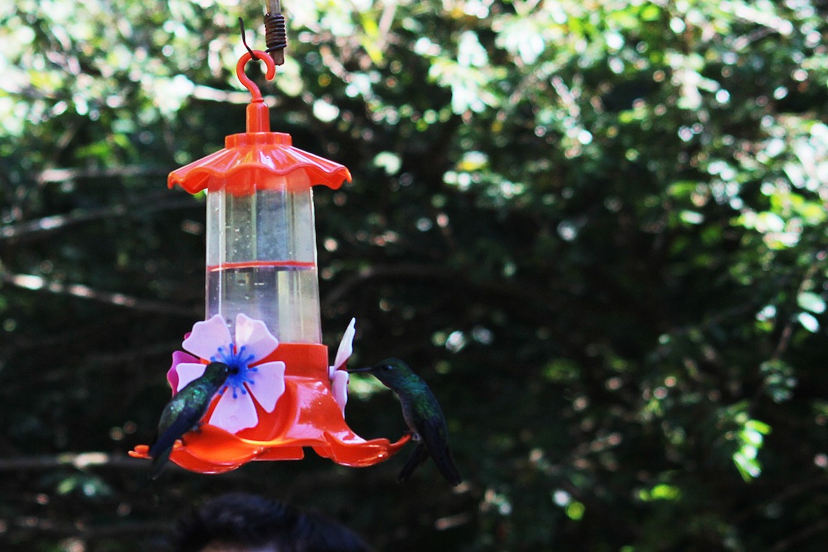 kolibřík fialovotemenný - ML621000913