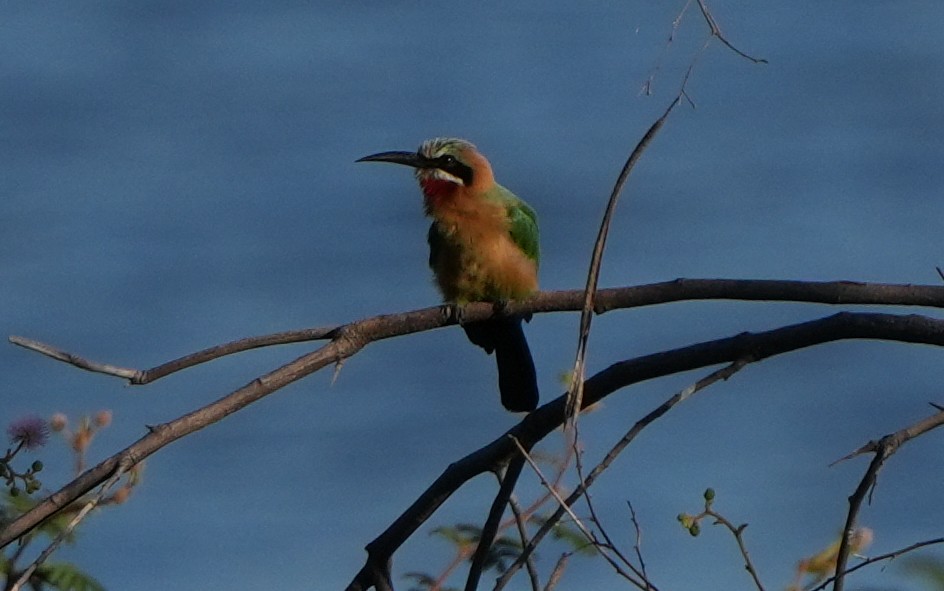 White-fronted Bee-eater - ML621000927