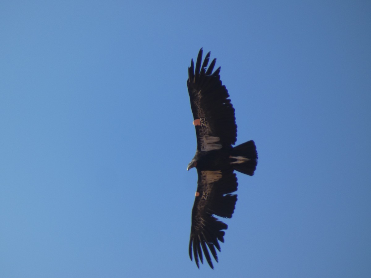 California Condor - ML621000931