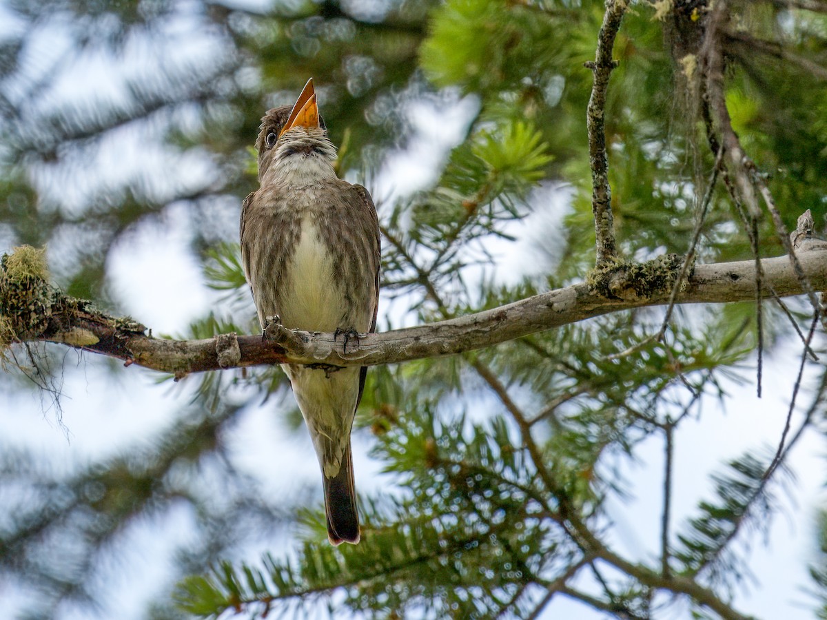 Olive-sided Flycatcher - Cin-Ty Lee