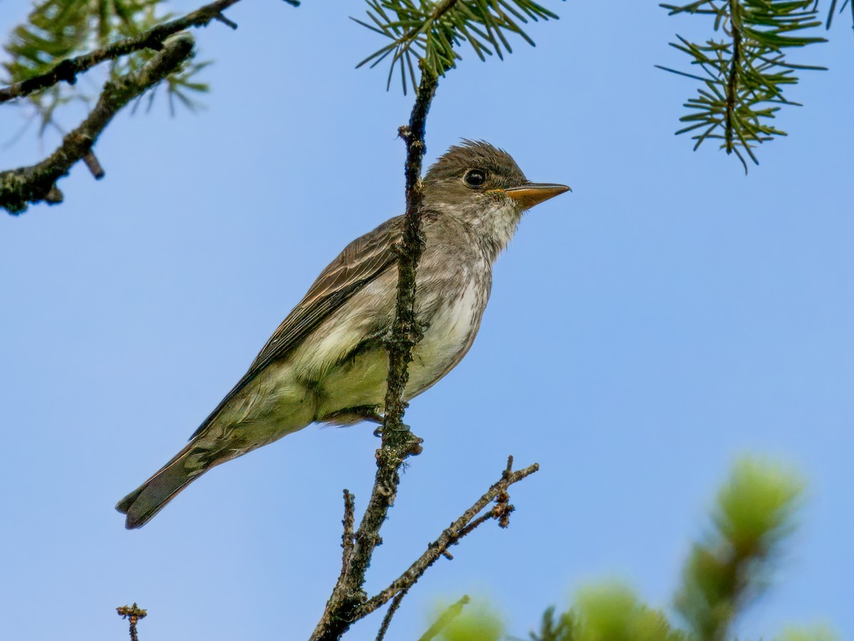 Olive-sided Flycatcher - Cin-Ty Lee
