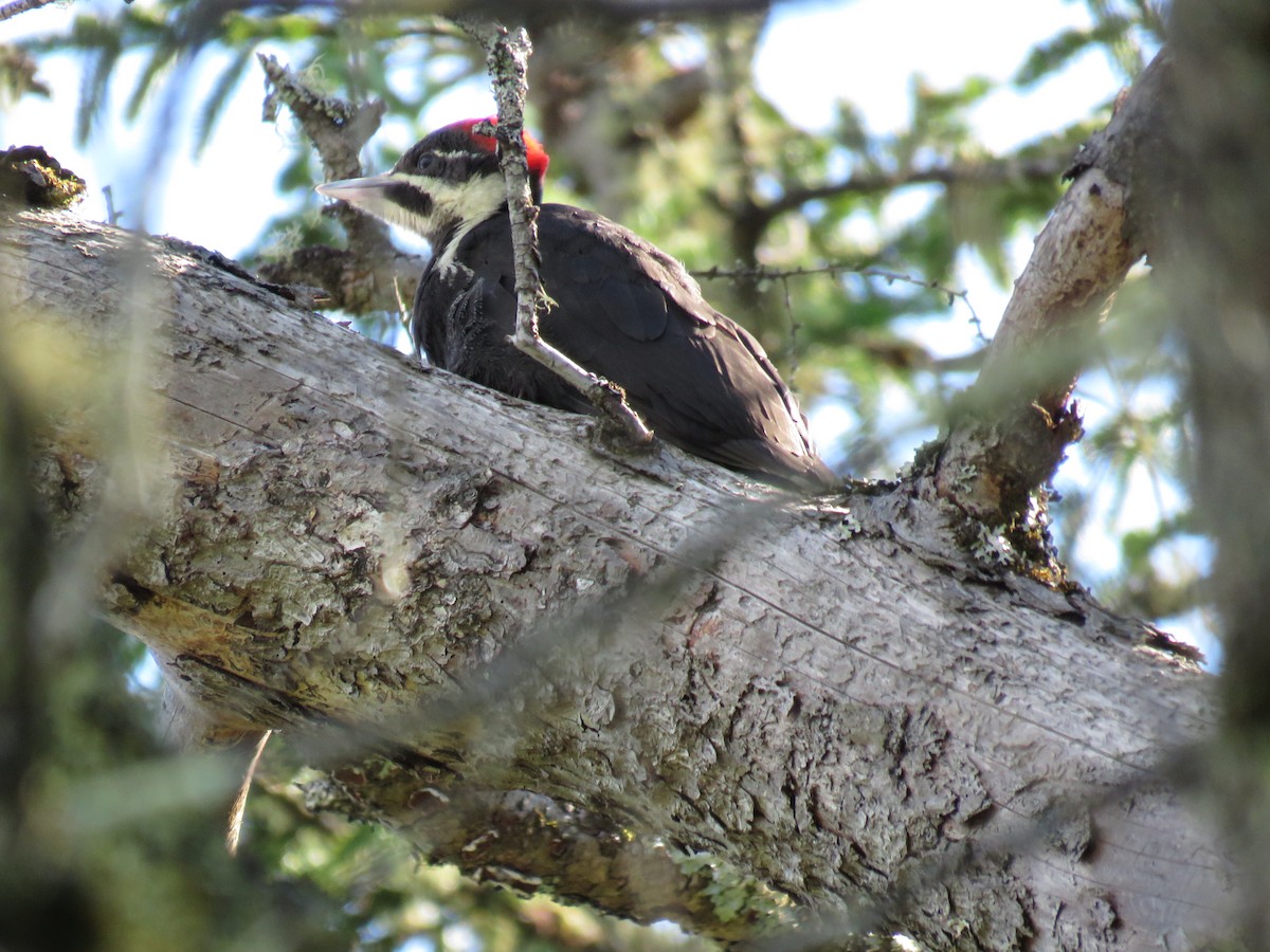 Pileated Woodpecker - ML621001001