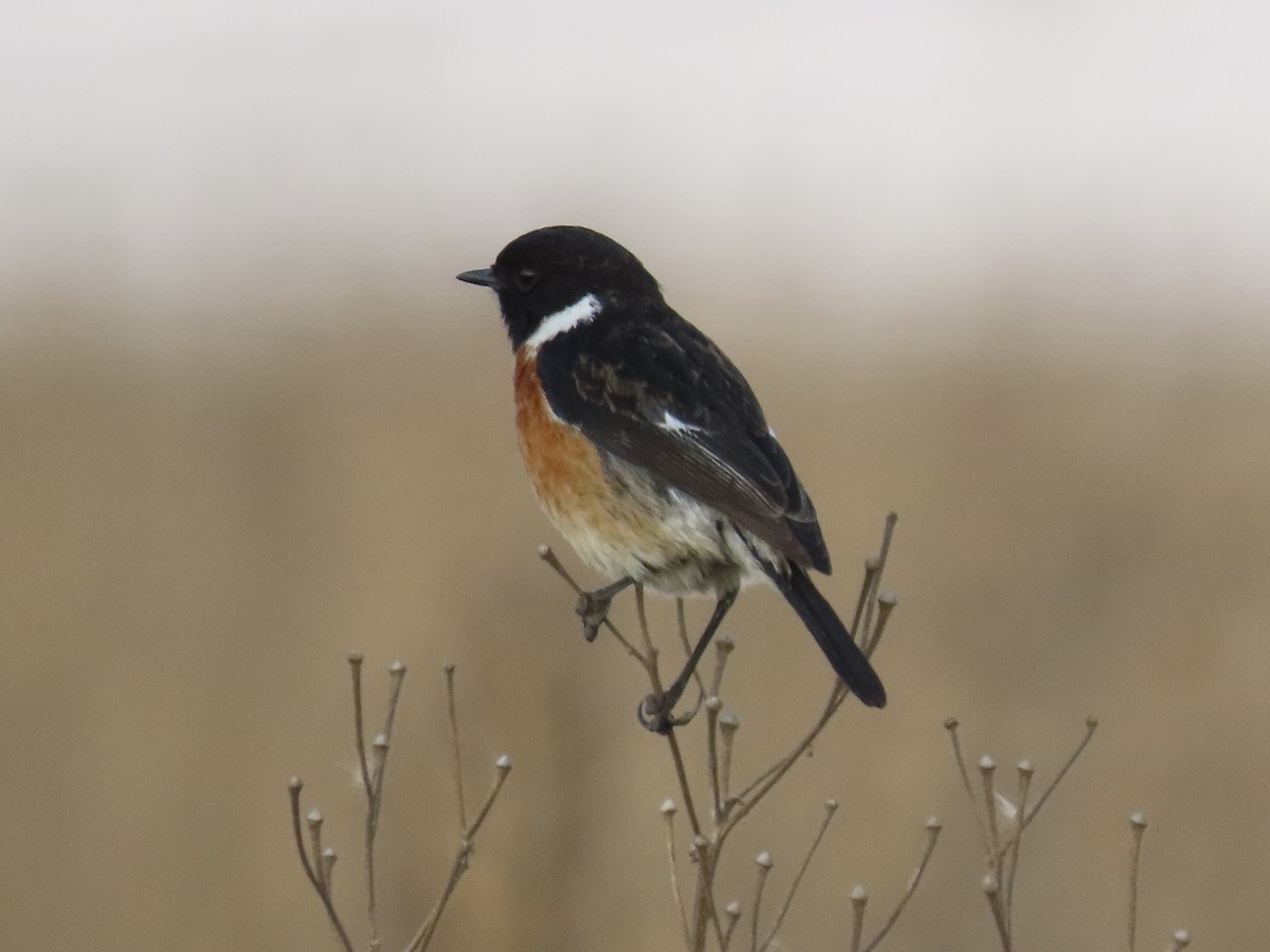 African Stonechat (African) - ML621001032