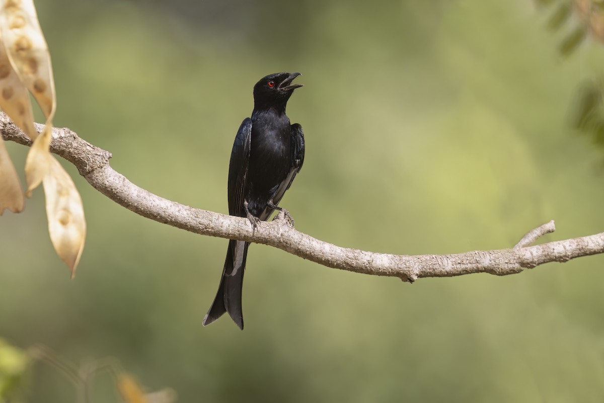Fork-tailed Drongo - ML621001039