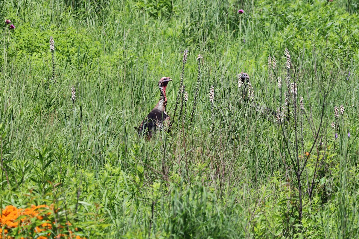 Wild Turkey - ML621001054