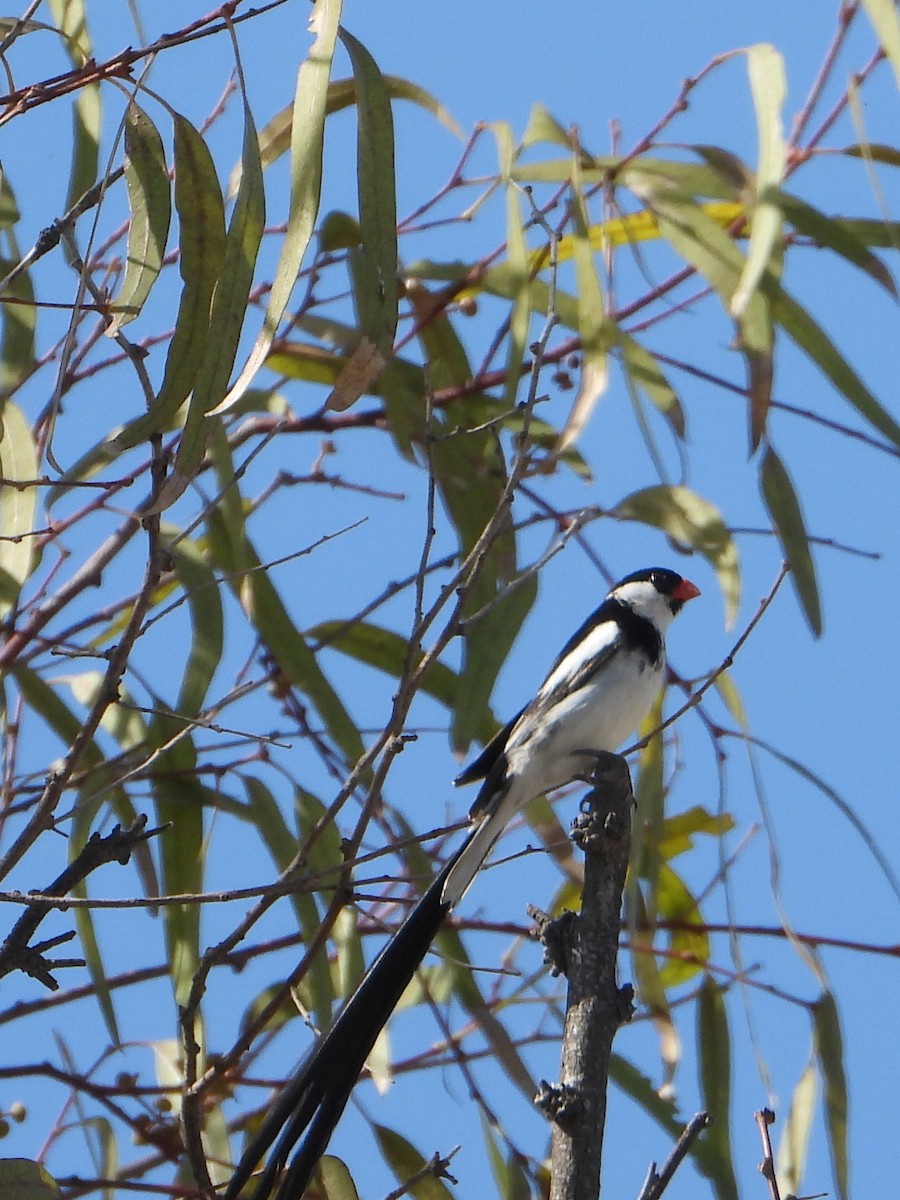 Pin-tailed Whydah - ML621001059