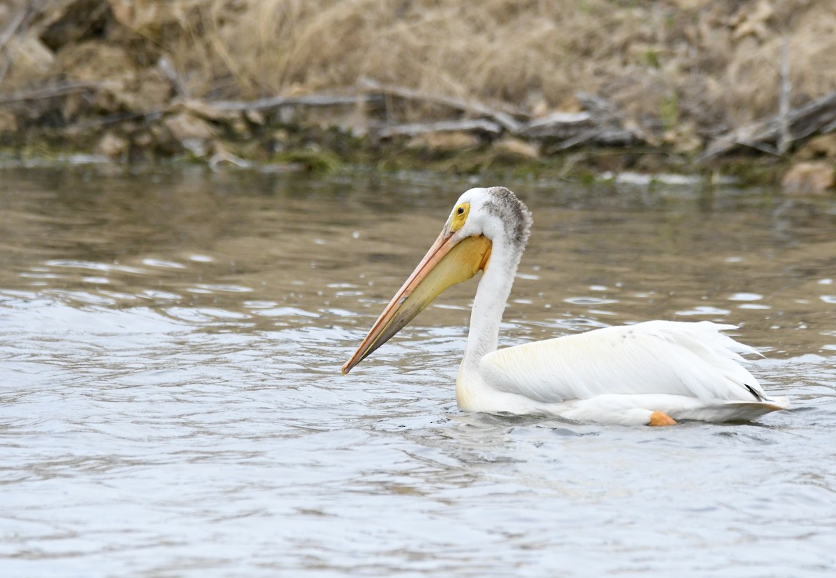 pelikán severoamerický - ML621001085