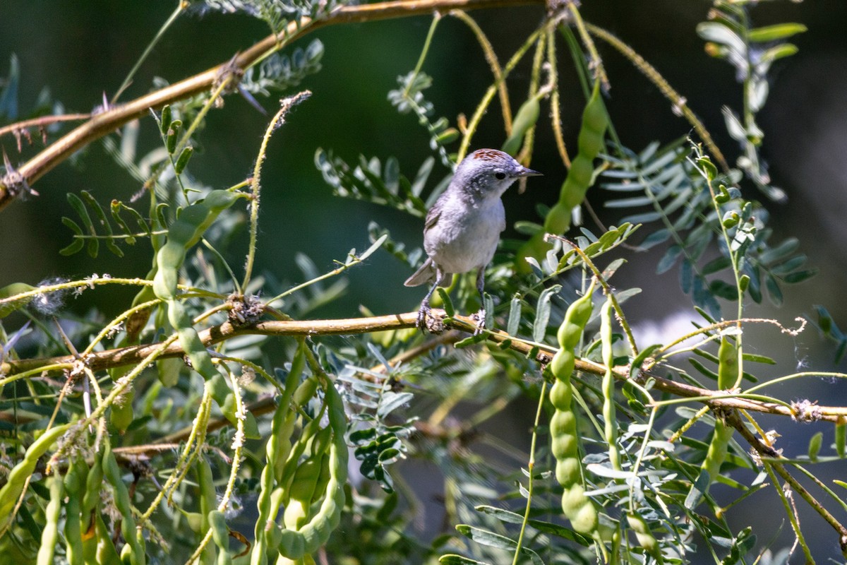 Lucy's Warbler - ML621001109