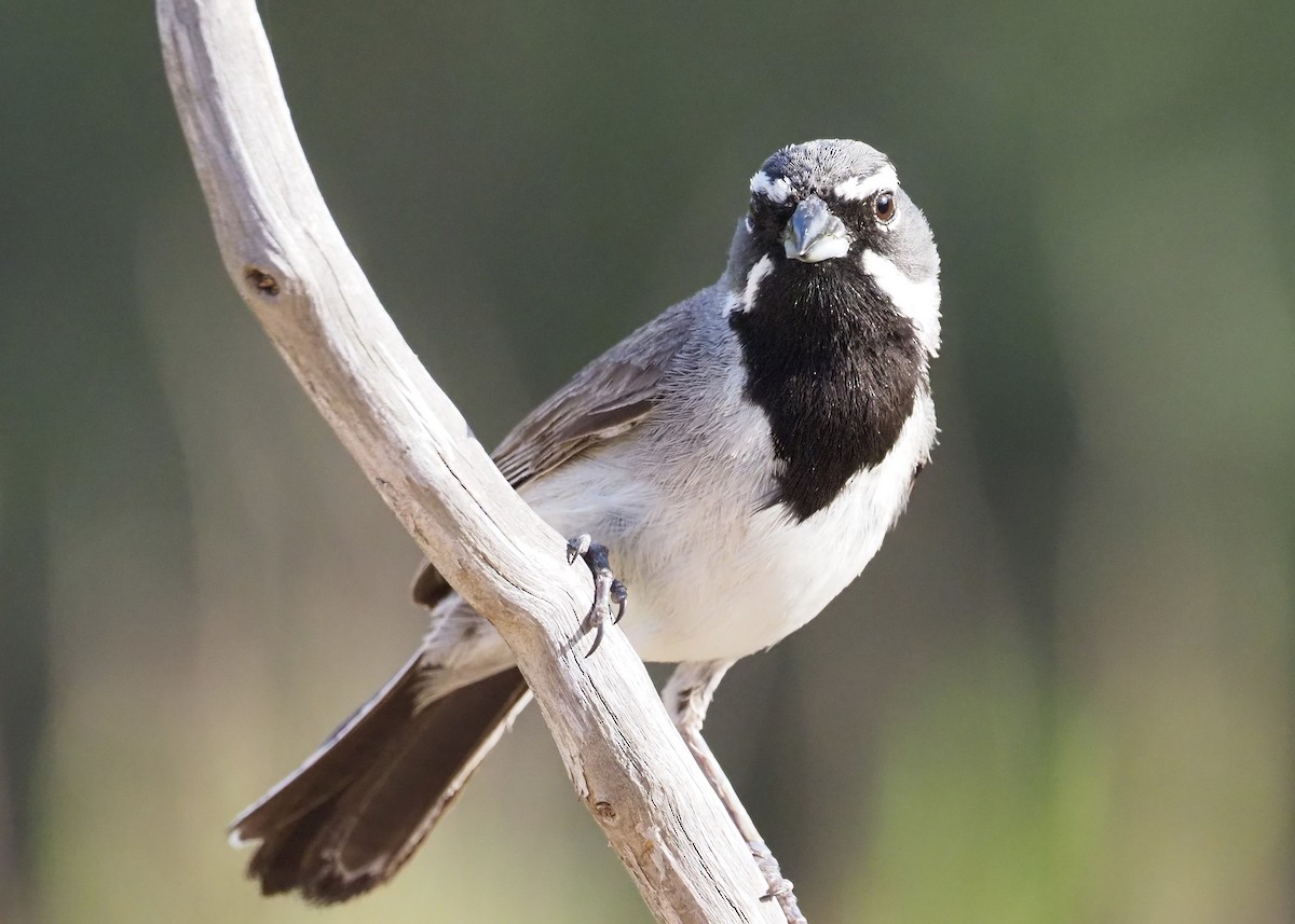 Black-throated Sparrow - ML621001111