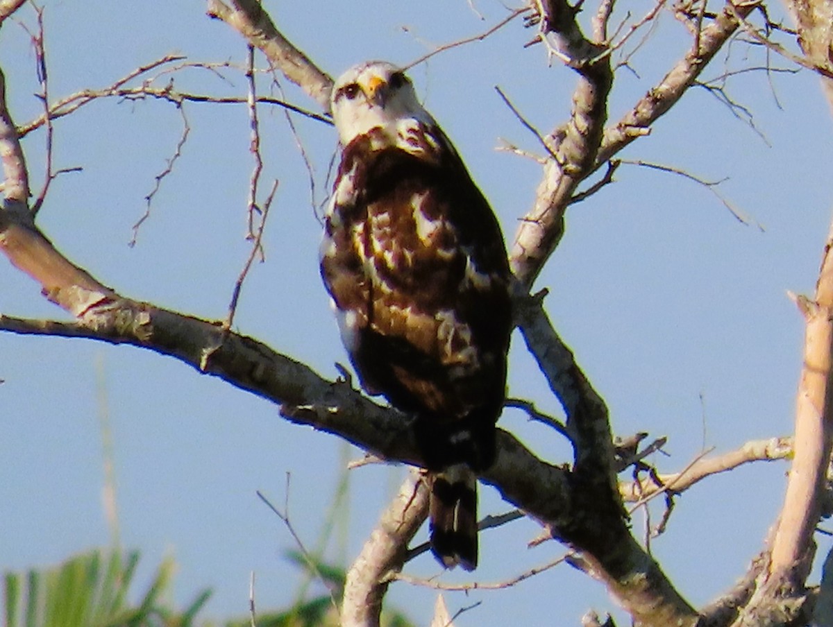 Gray-headed Kite - ML621001129