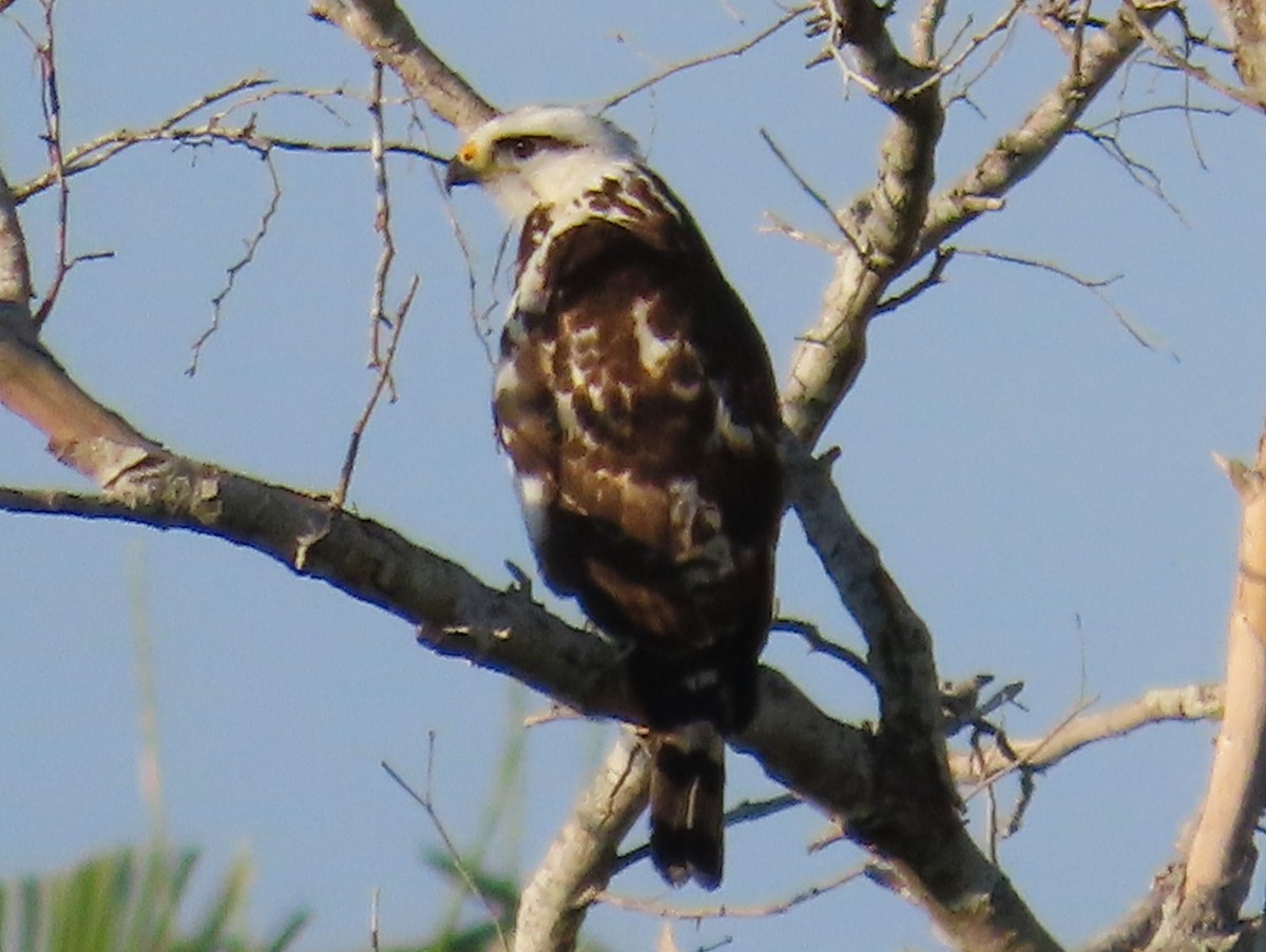 Gray-headed Kite - ML621001136