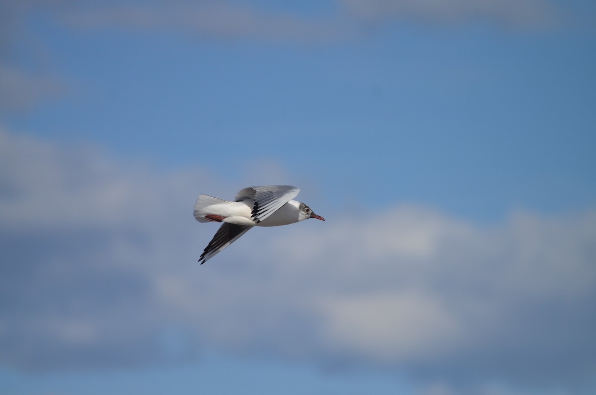 Black-headed Gull - Casey Manera