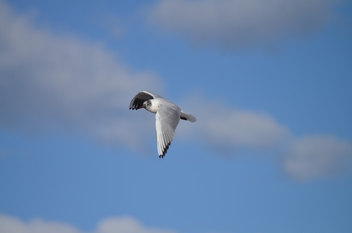 Black-headed Gull - ML621001147