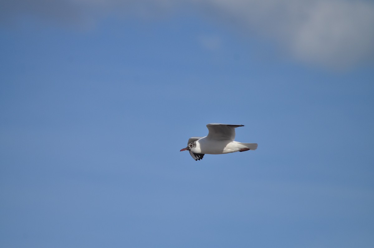 Black-headed Gull - ML621001148