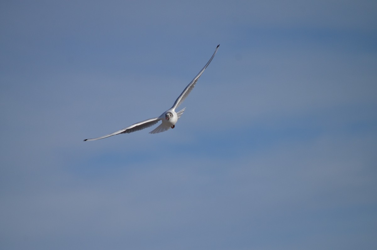 Black-headed Gull - ML621001149