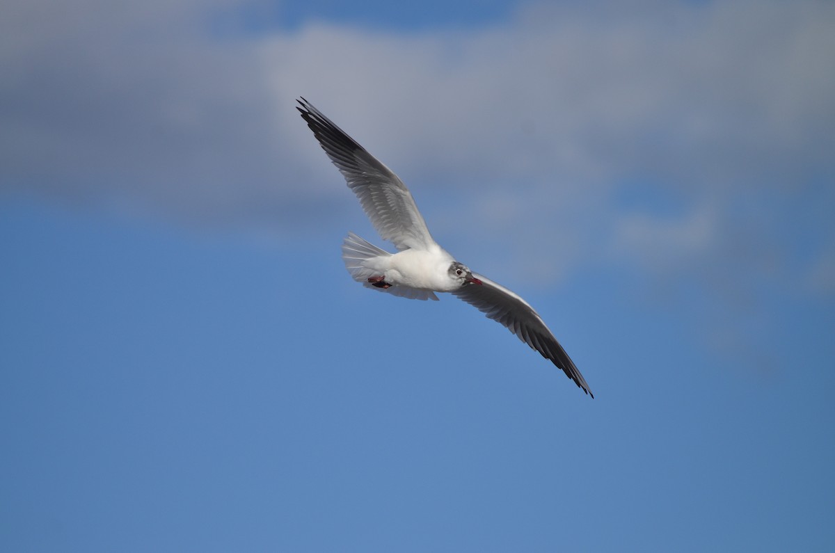 Black-headed Gull - ML621001150