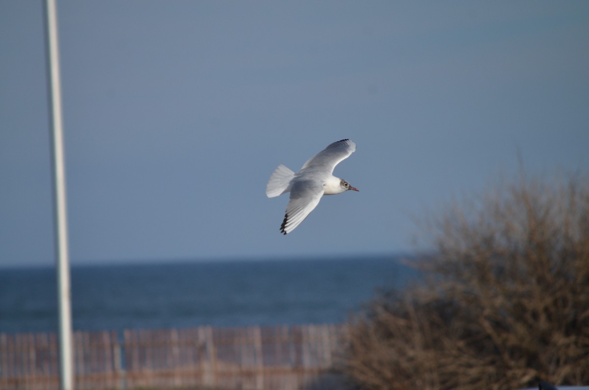 Black-headed Gull - ML621001151