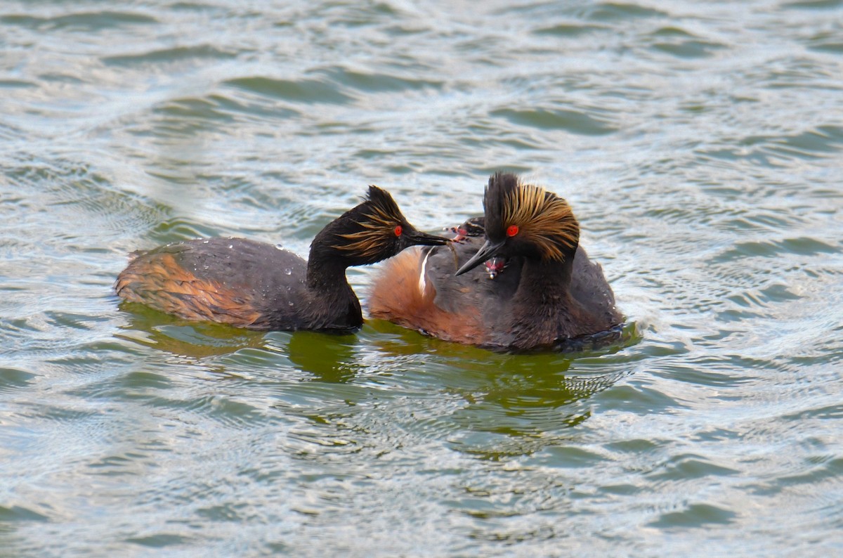 Eared Grebe - Shawn Kuck