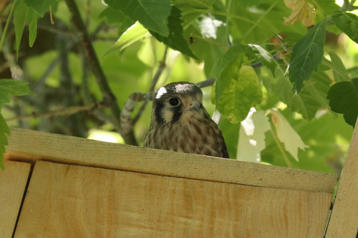 American Kestrel - ML621001291
