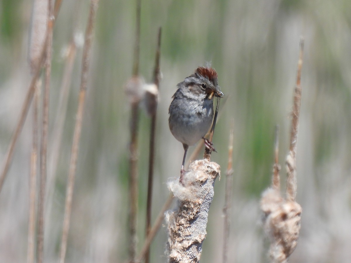 Swamp Sparrow - ML621001327