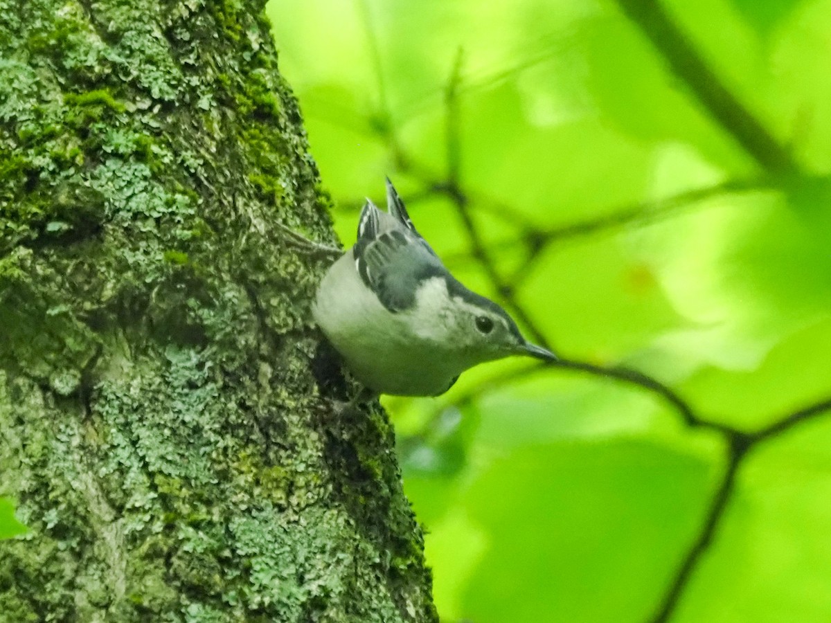 White-breasted Nuthatch - ML621001333