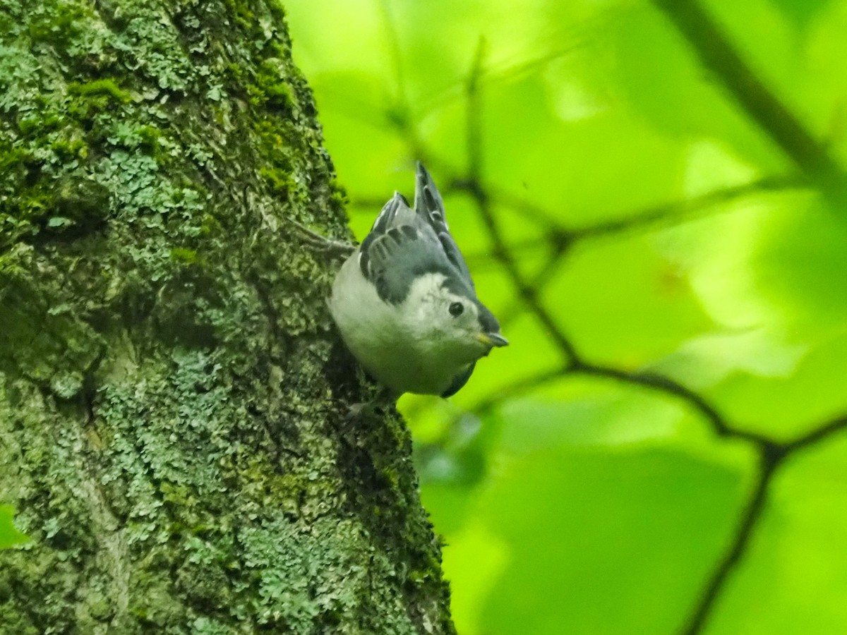 White-breasted Nuthatch - ML621001334