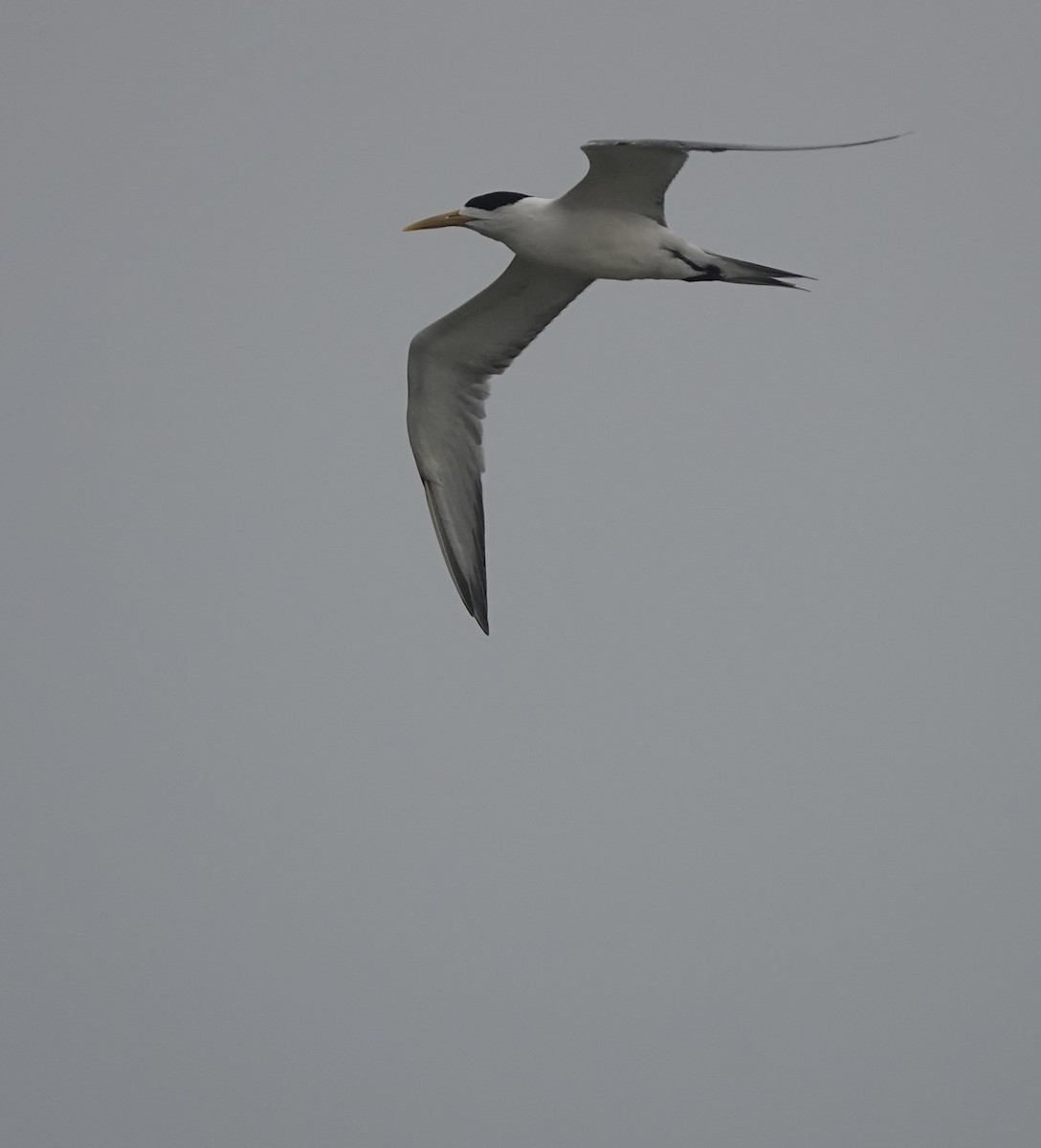 Great Crested Tern - ML621001363