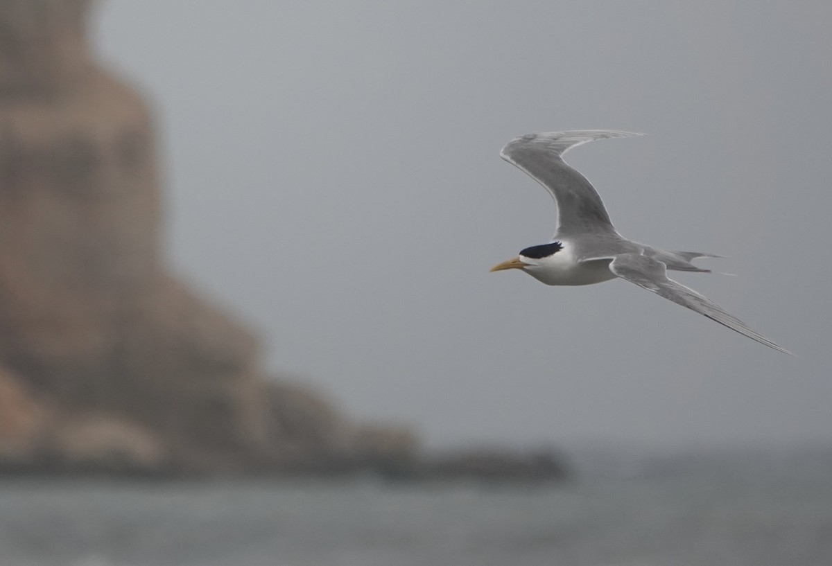 Great Crested Tern - Martin Kennewell
