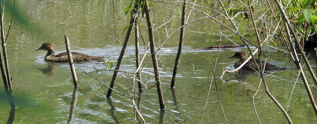 Hooded Merganser - Barbara Putnam