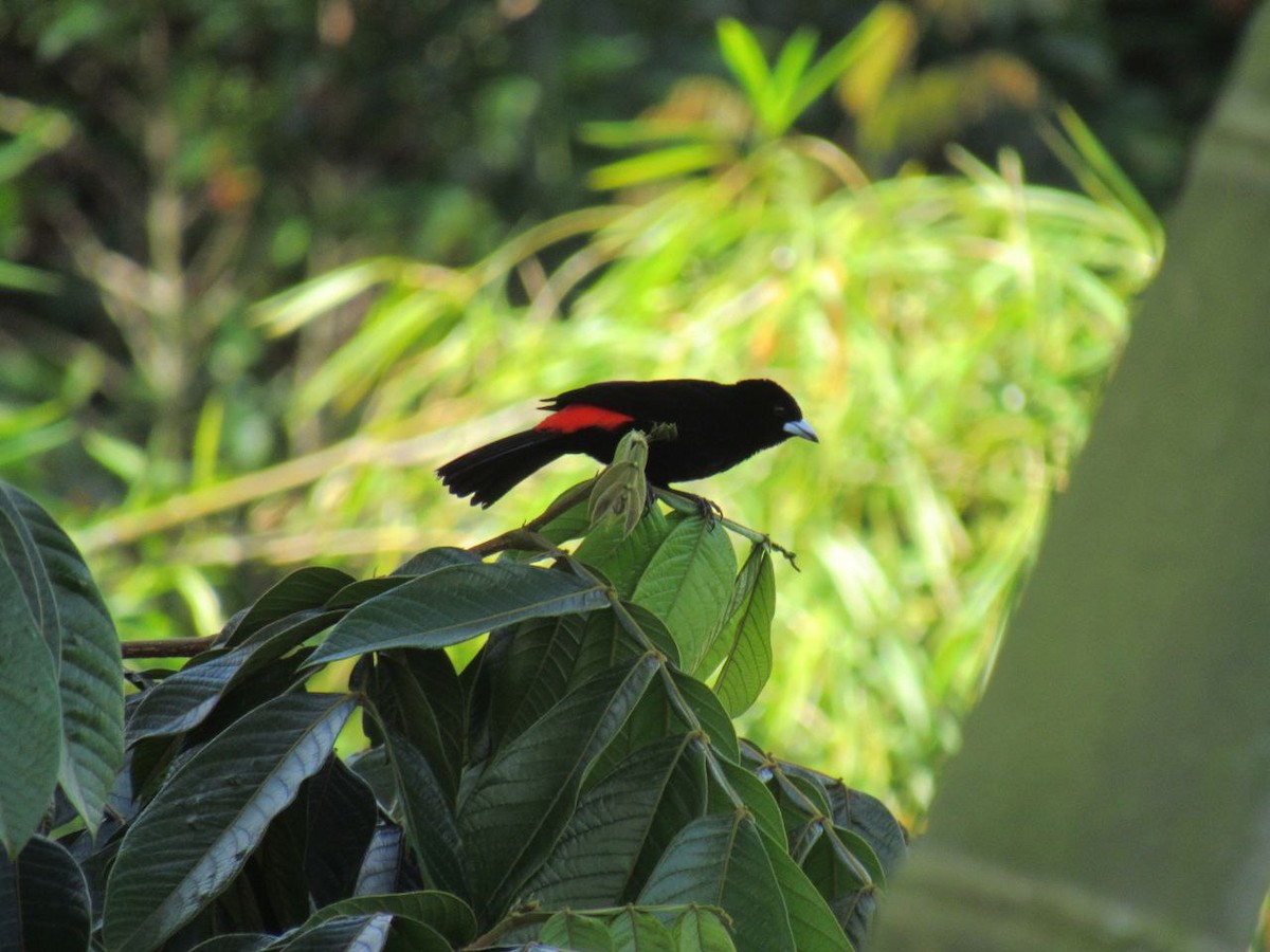 Flame-rumped Tanager - ML621001388