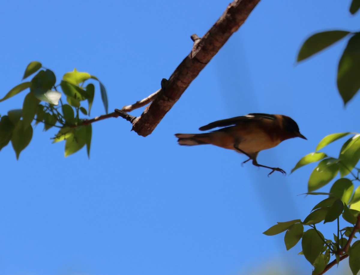 Bay-breasted Warbler - ML621001405
