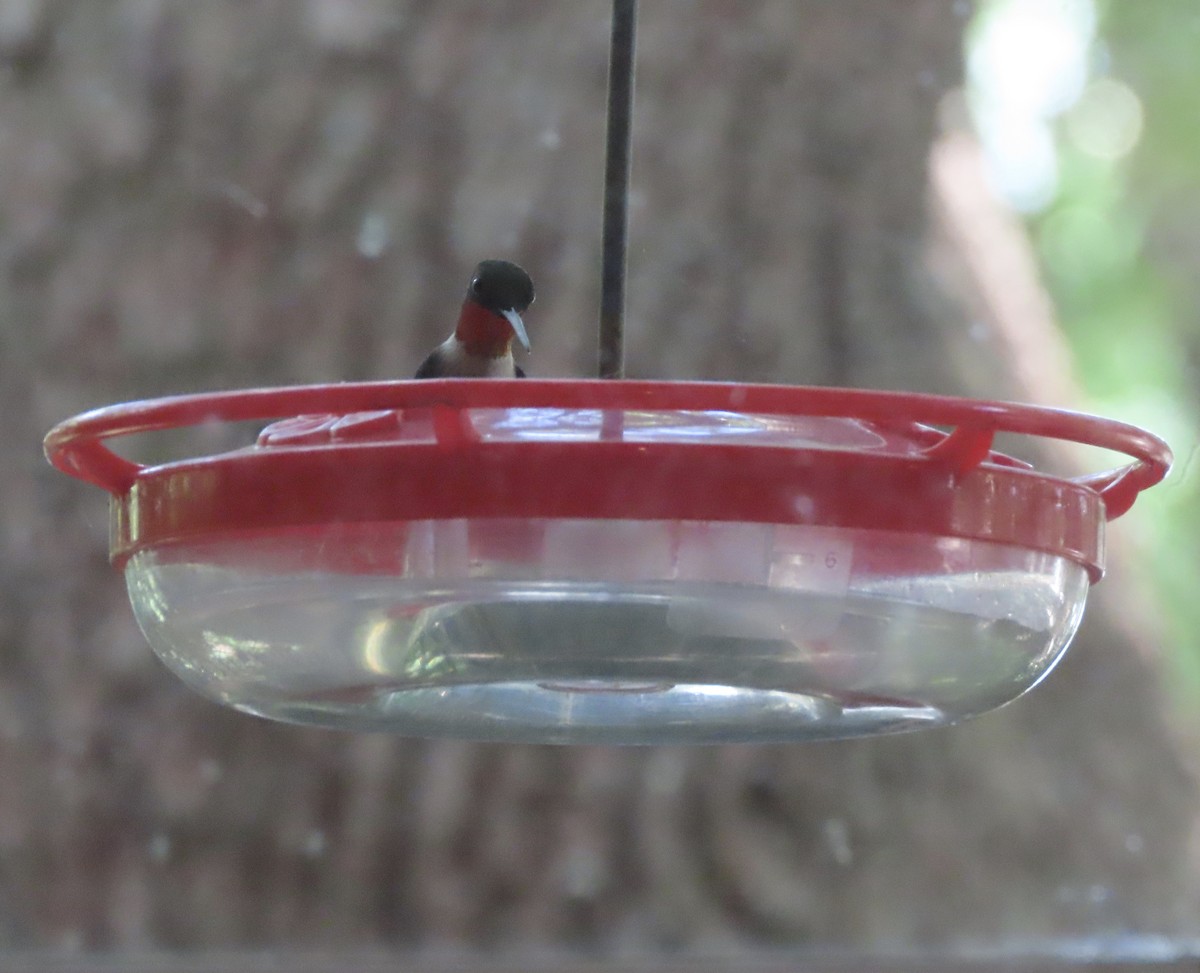 Ruby-throated Hummingbird - ML621001419