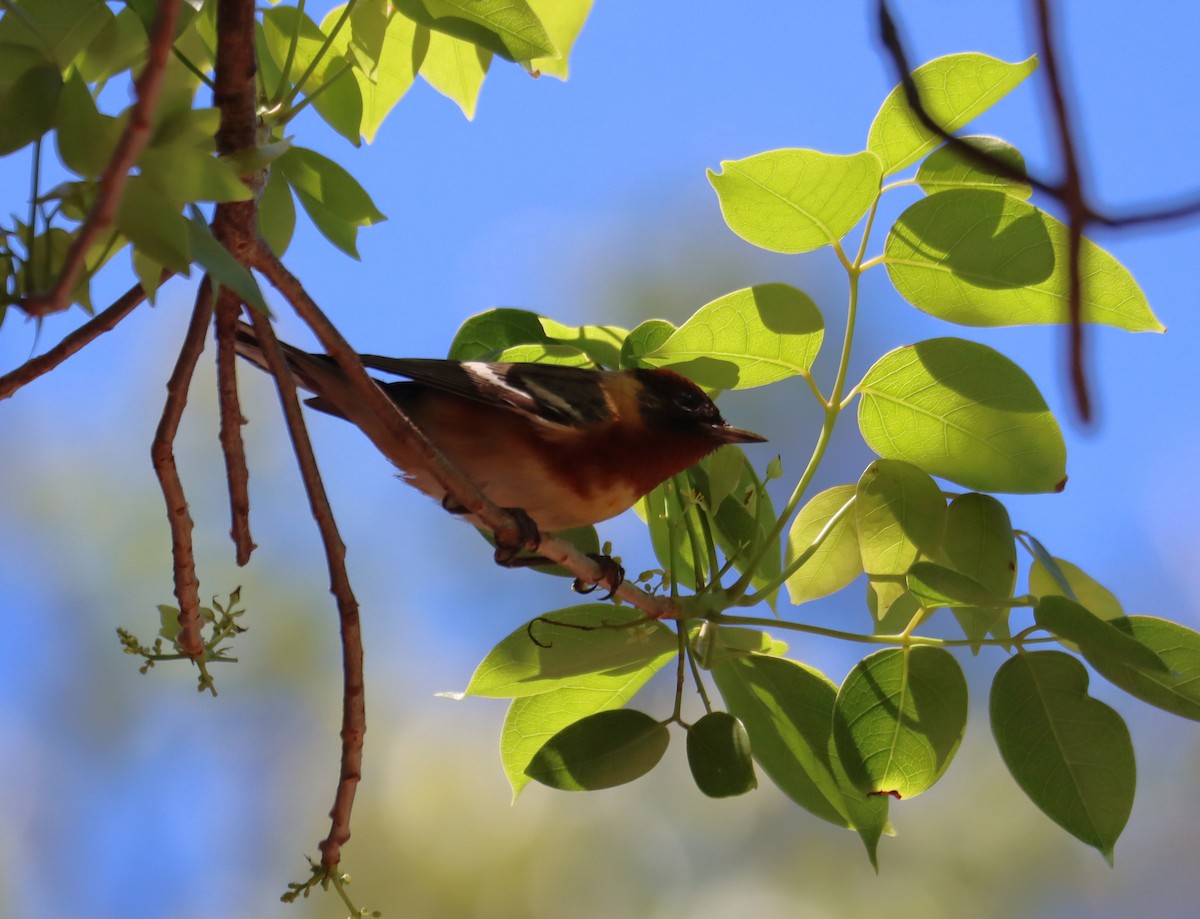 Bay-breasted Warbler - ML621001420