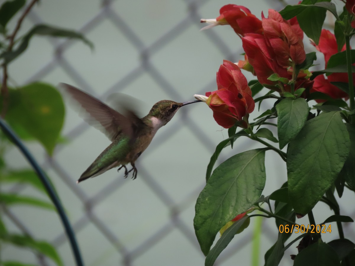 Ruby-throated Hummingbird - ML621001422