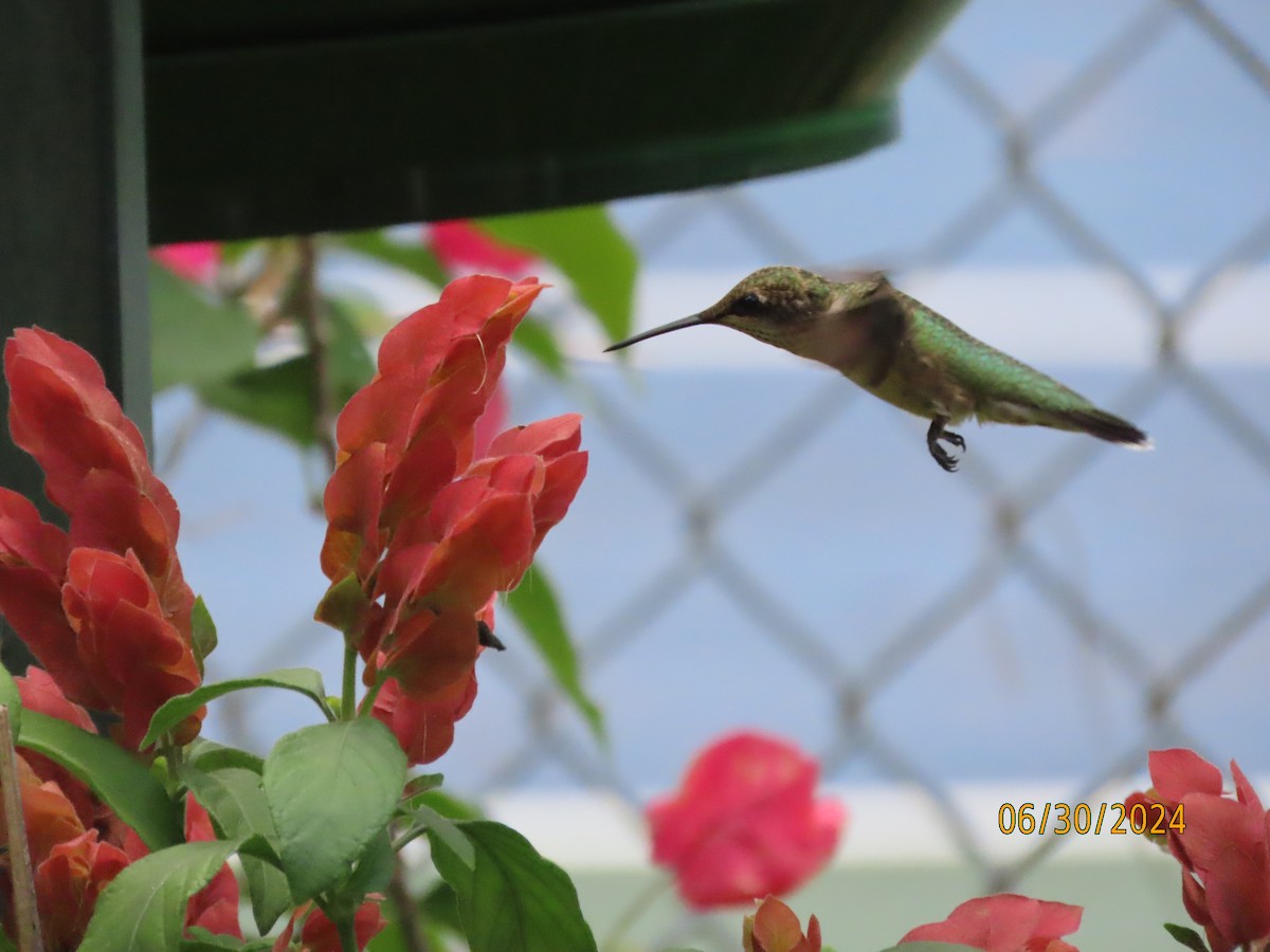 Ruby-throated Hummingbird - ML621001423