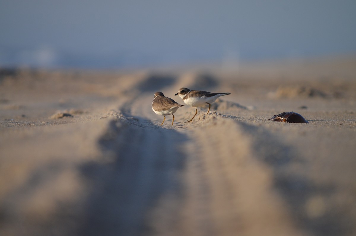 Semipalmated Plover - ML621001425