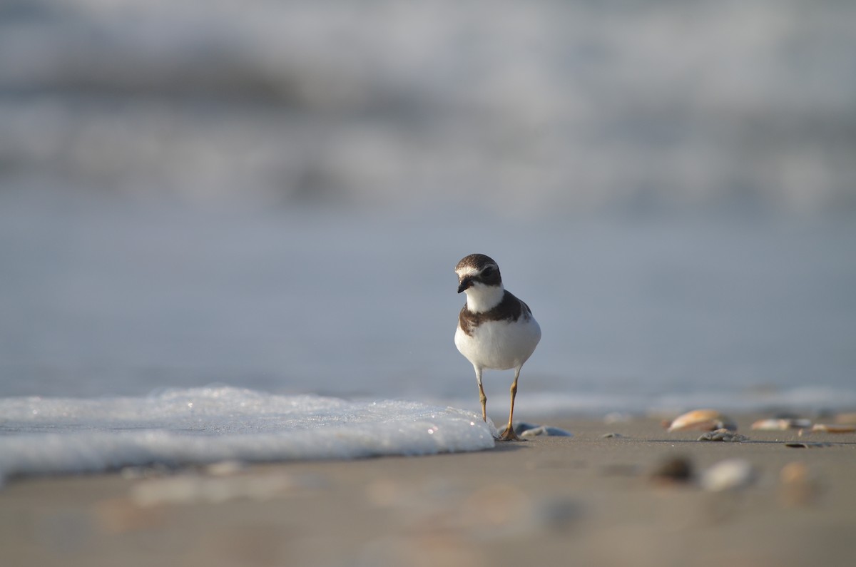 Semipalmated Plover - ML621001426