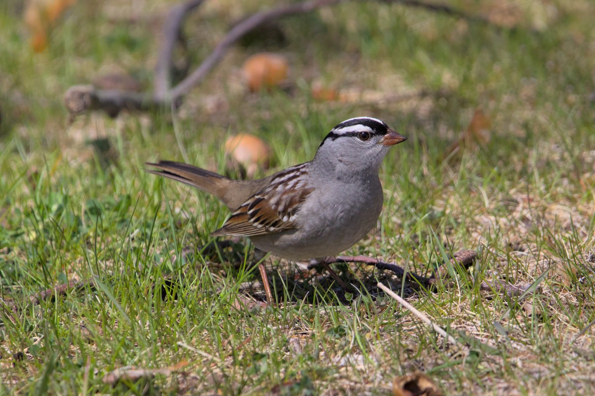 White-crowned Sparrow - ML621001454