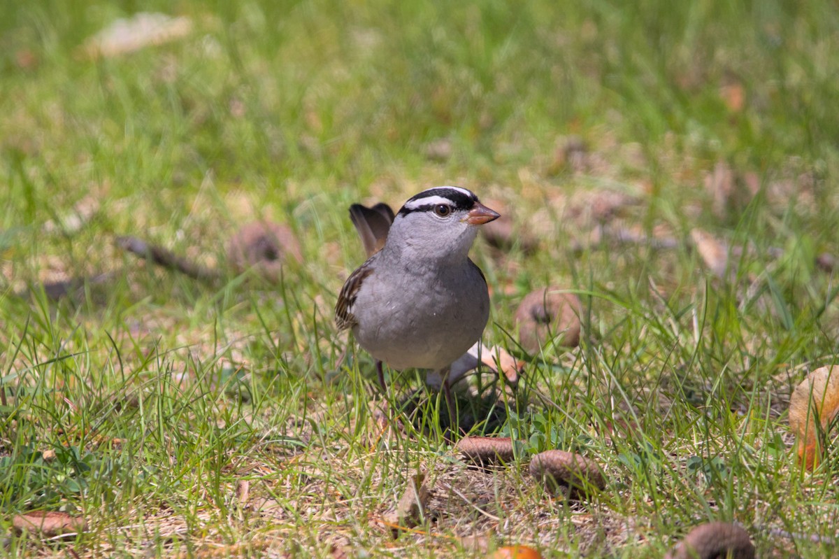 White-crowned Sparrow - ML621001455