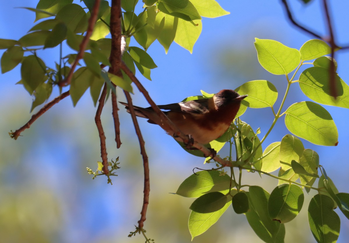 Bay-breasted Warbler - ML621001457
