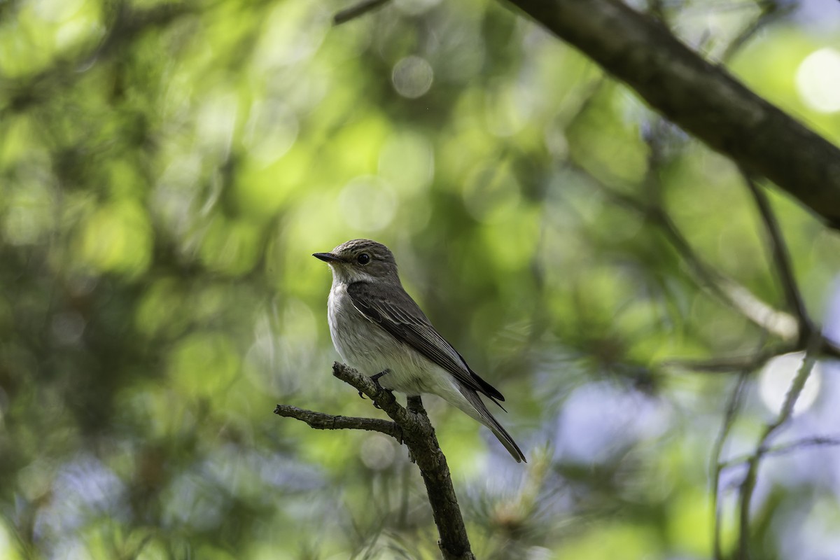 Spotted Flycatcher - ML621001463