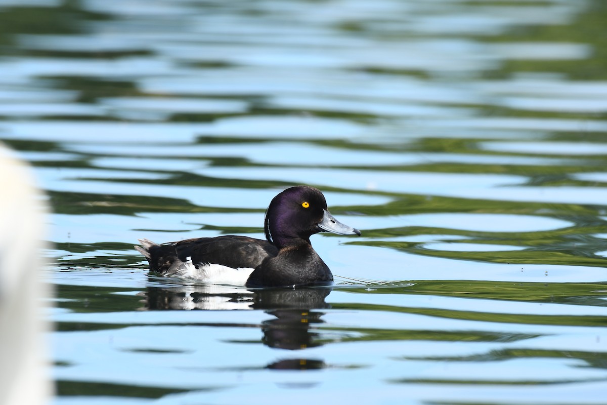 Tufted Duck - ML621001467