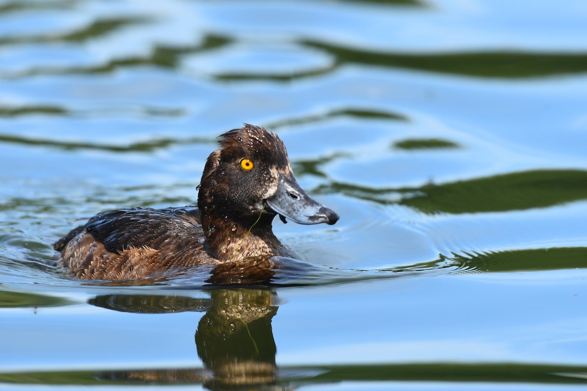 Tufted Duck - ML621001468