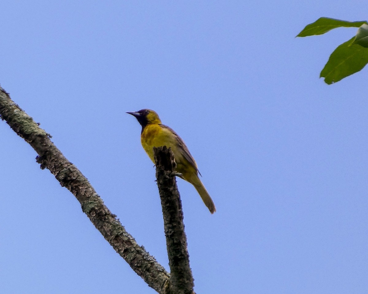 Orchard Oriole - ML621001495