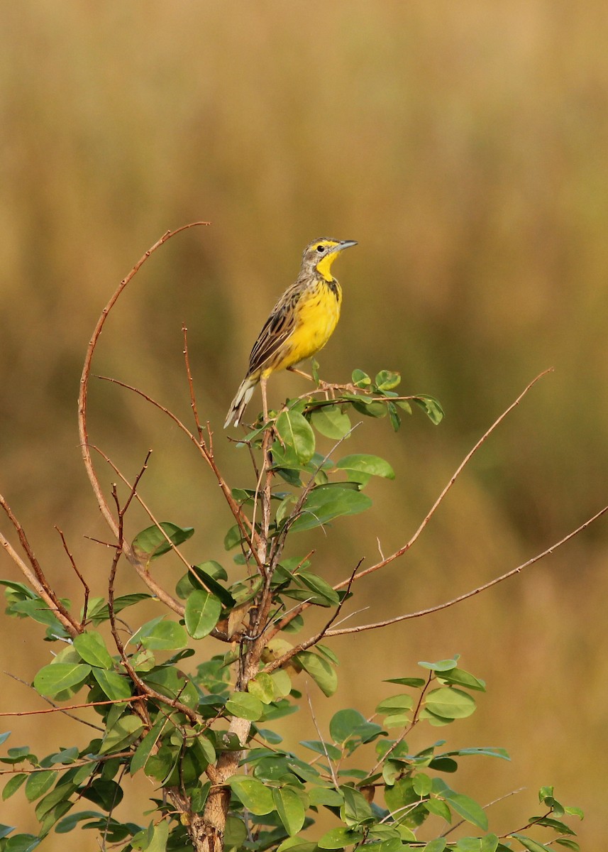 Yellow-throated Longclaw - ML621001501