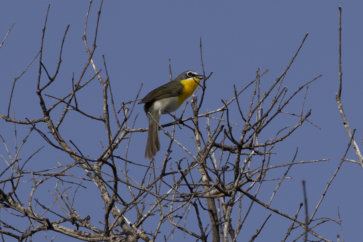 Yellow-breasted Chat - ML621001505